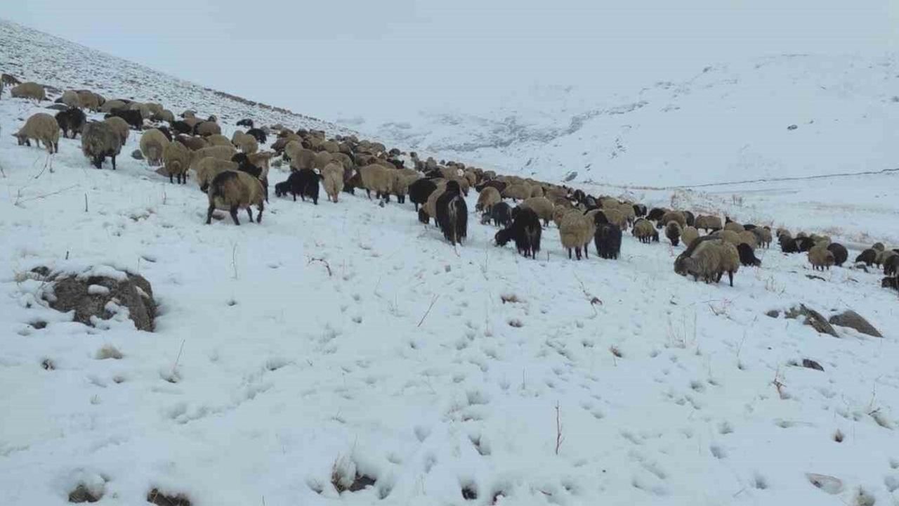 Beytüşşebap'ta Erken Yağan Kar Yaylada Koyun Sürüsünü Zora Soktu