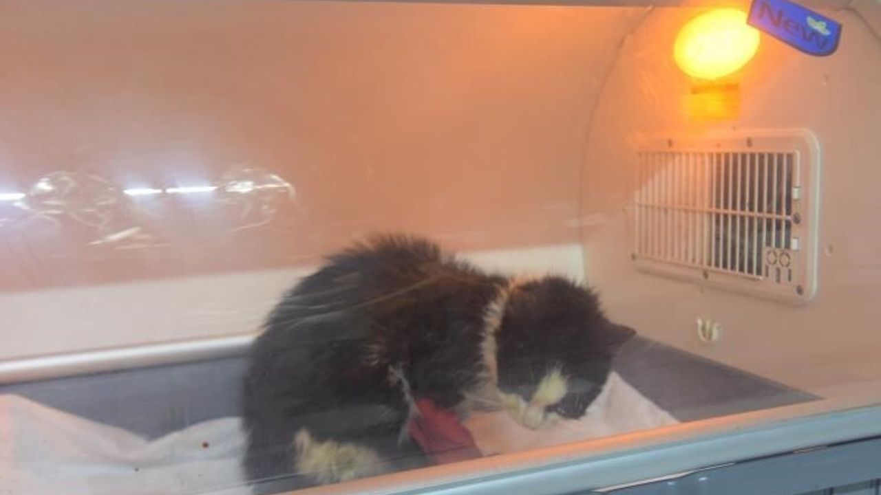 Bilecik'te Yaralı Sokak Kedisi Başarılı Bir Operasyonla Tedavi Edildi