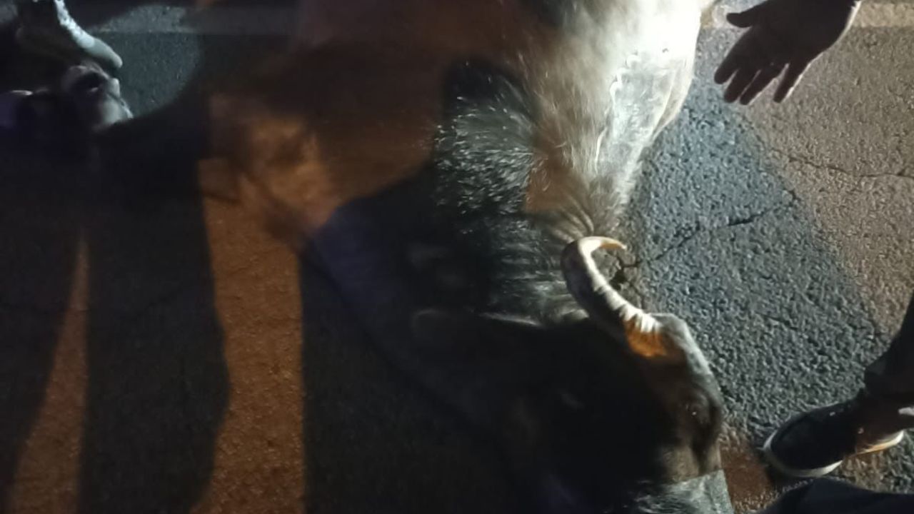 Bitlis'te Ambulans Manda ile Çarpıştı