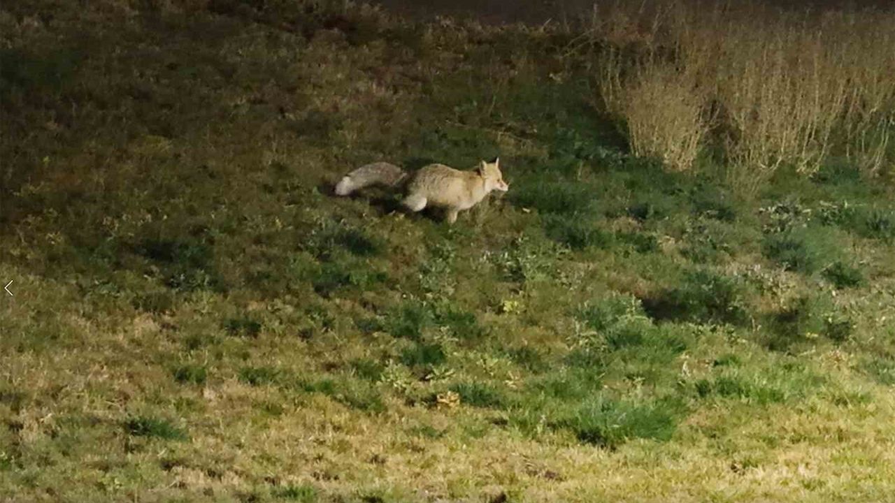 Bitlis'te Gece Yürüyüşü: Tilkilerin Sokaklarda Yiyecek Arayışı