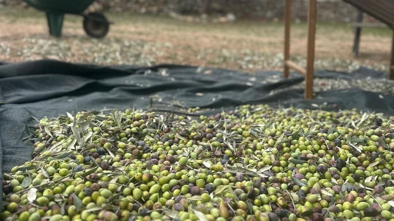 Bodrum'da Zeytin Hasadı Devam Ediyor