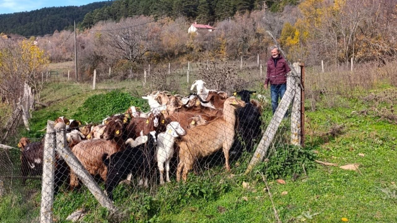 Bolu'da Dronla Kaybolan Hayvanlar Bulundu
