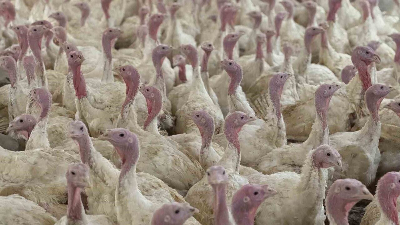 Bolu'da Kanatlı Hayvan Yetiştiricilerine Kuş Gribi Uyarısı