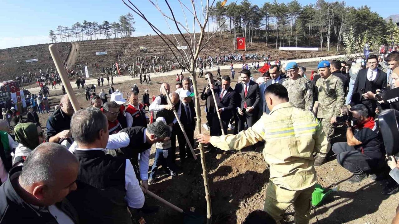 Bolu Ormanları Yeniden Hayat Buluyor