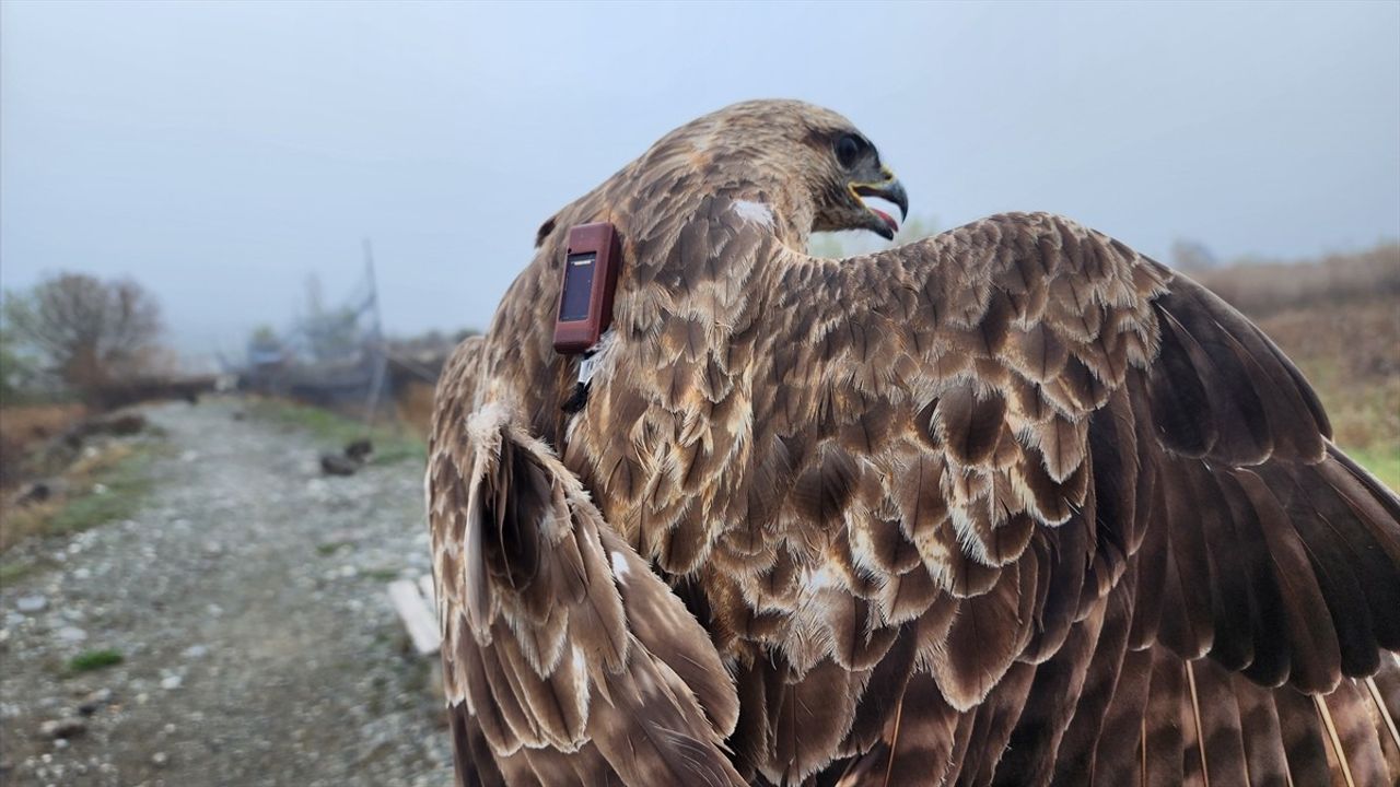 Bozkır Şahini 2,5 Yılda 28 Ülke Uçtu