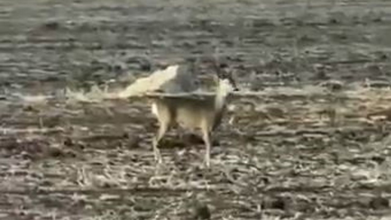 Bozkırda Yolunu Kaybeden Karaca Görüntülendi