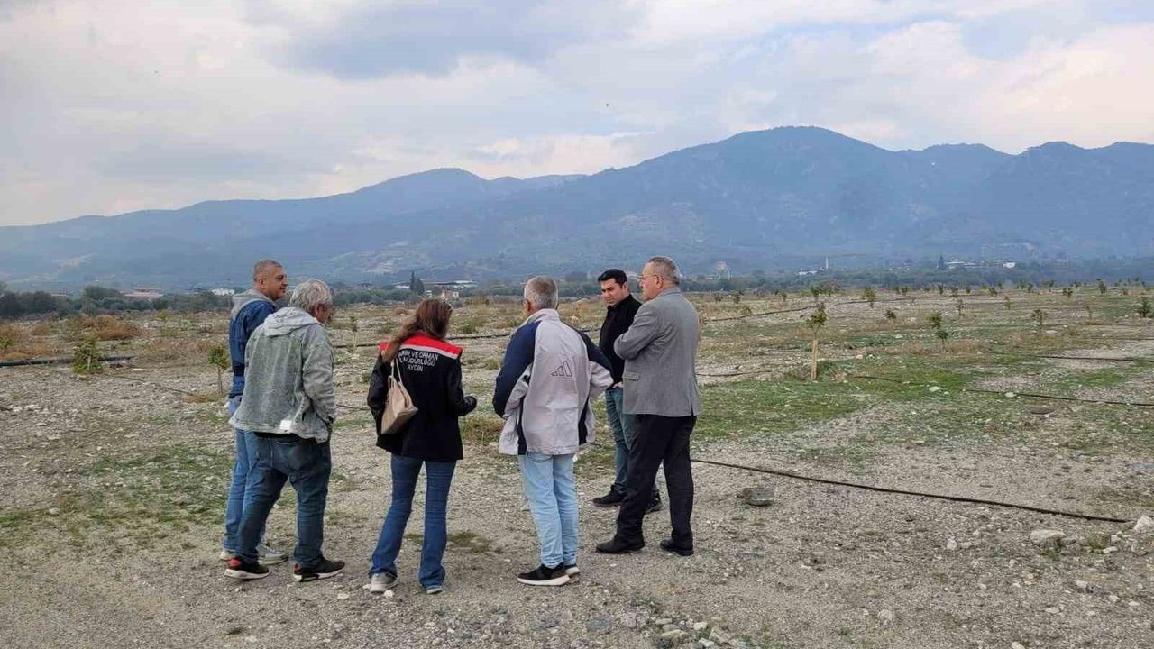 Buharkent'te İncir Fidanlarında Gelişim İncelemesi
