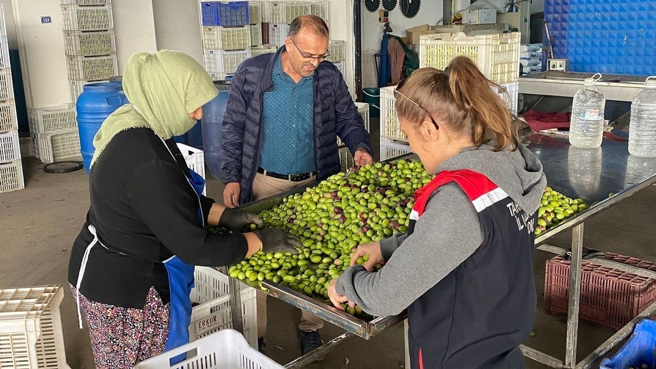 Buharkent'te Zeytin Rekoltesi İçin Kalite Kontrol Çalışmaları Devam Ediyor
