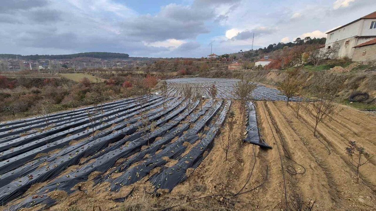 Buldan'da Çilek Üretiminde Yoğun Çalışmalar Devam Ediyor
