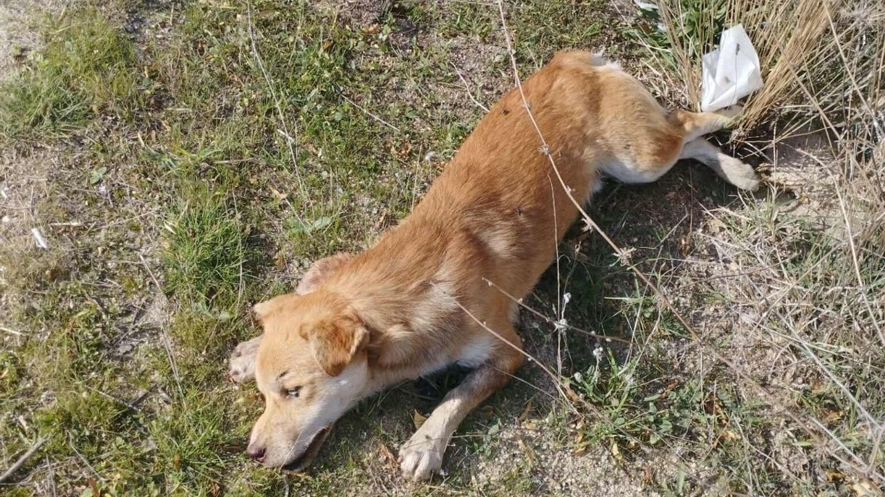 Buldan'da Yol Kenarında Ölü Köpekler Bulundu