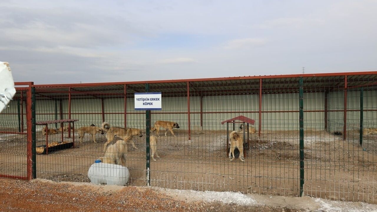 Bünyan'da Sokak Hayvanları İçin Yeni Yaşam Alanı
