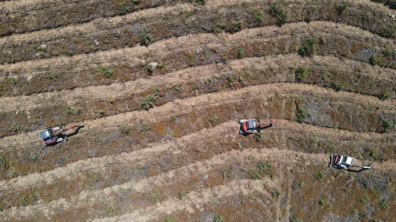 Çanakkale'de 2025 Yılında Orman Yangınları Sonrası Yeniden Ağaçlandırma Çalışmaları