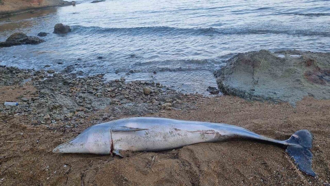 Çanakkale'de Ölü Yunus Balığı Kıyıya Vurdu