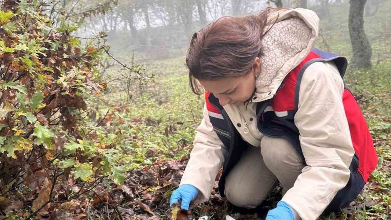 Çanakkale'de Süne Zararlısına Karşı Teknik Mücadele