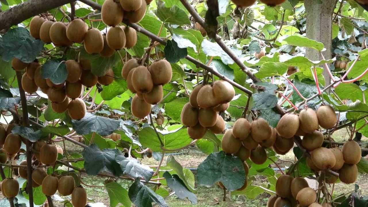 Çarşamba'da Kivi Hasadı Başladı: Hedef Türkiye'nin Liderliği