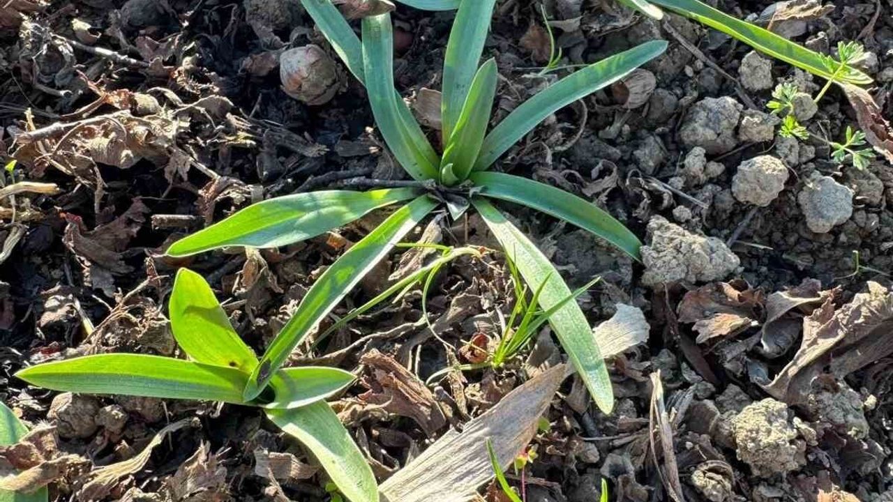 Çarşamba Ovası’nda Salep Yetiştiriciliği Gelişiyor