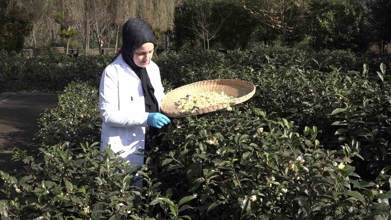 Çay Çiçeği Çayı: Doğu Karadeniz'in Yeni Lezzeti