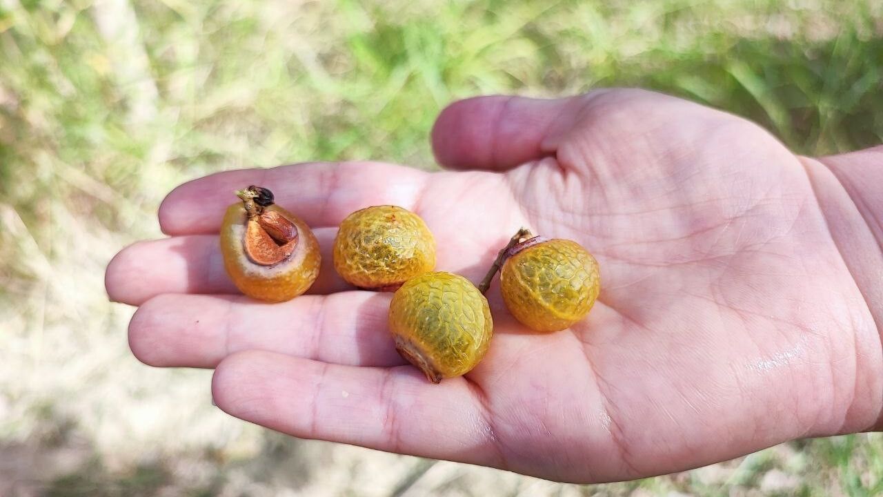 Ceyhan'da Sabun Cevizi ile Doğal Temizlik Ürünü Üretimi