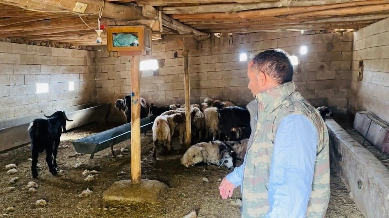 Ceylanpınar'da Başıboş Köpekler 5 Koyunu Telef Etti