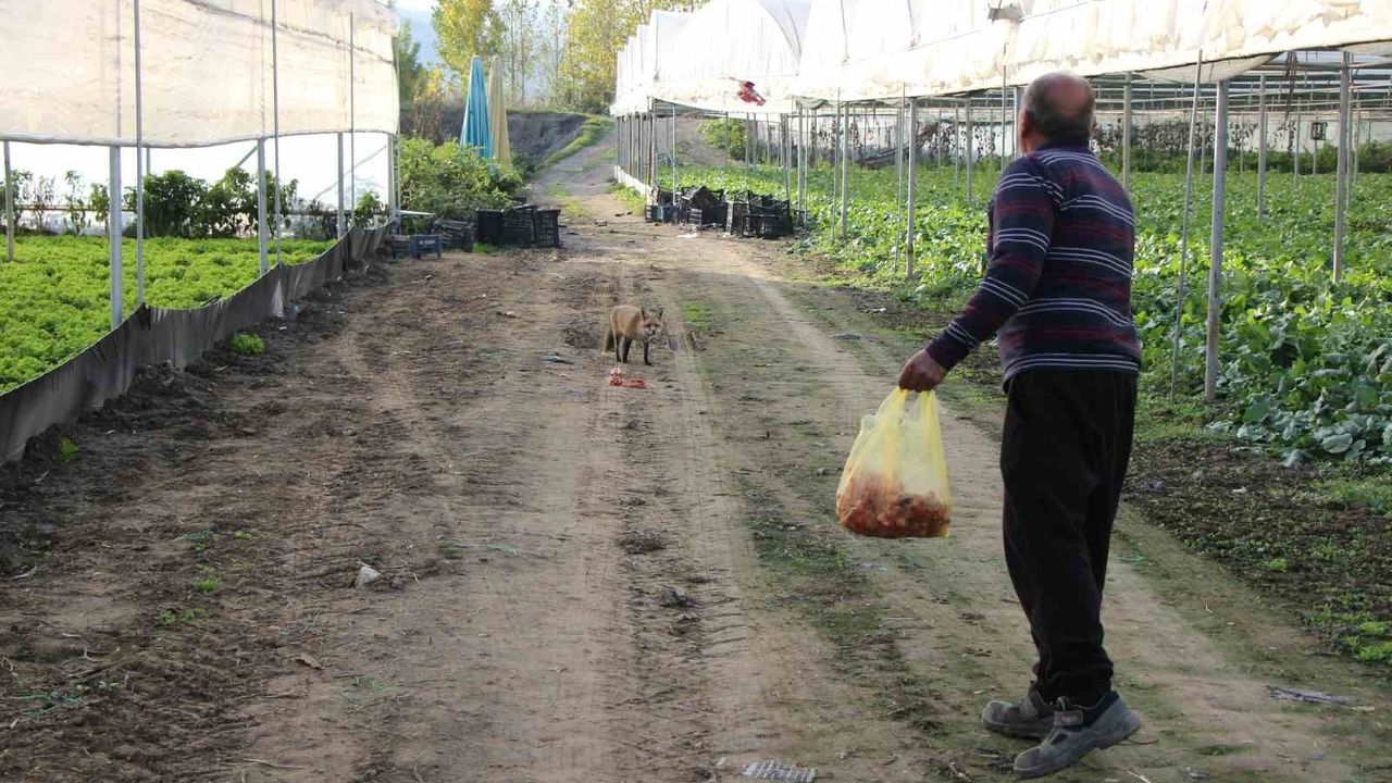Çiftçi ile Tilkinin Sıra Dışı Dostluğu