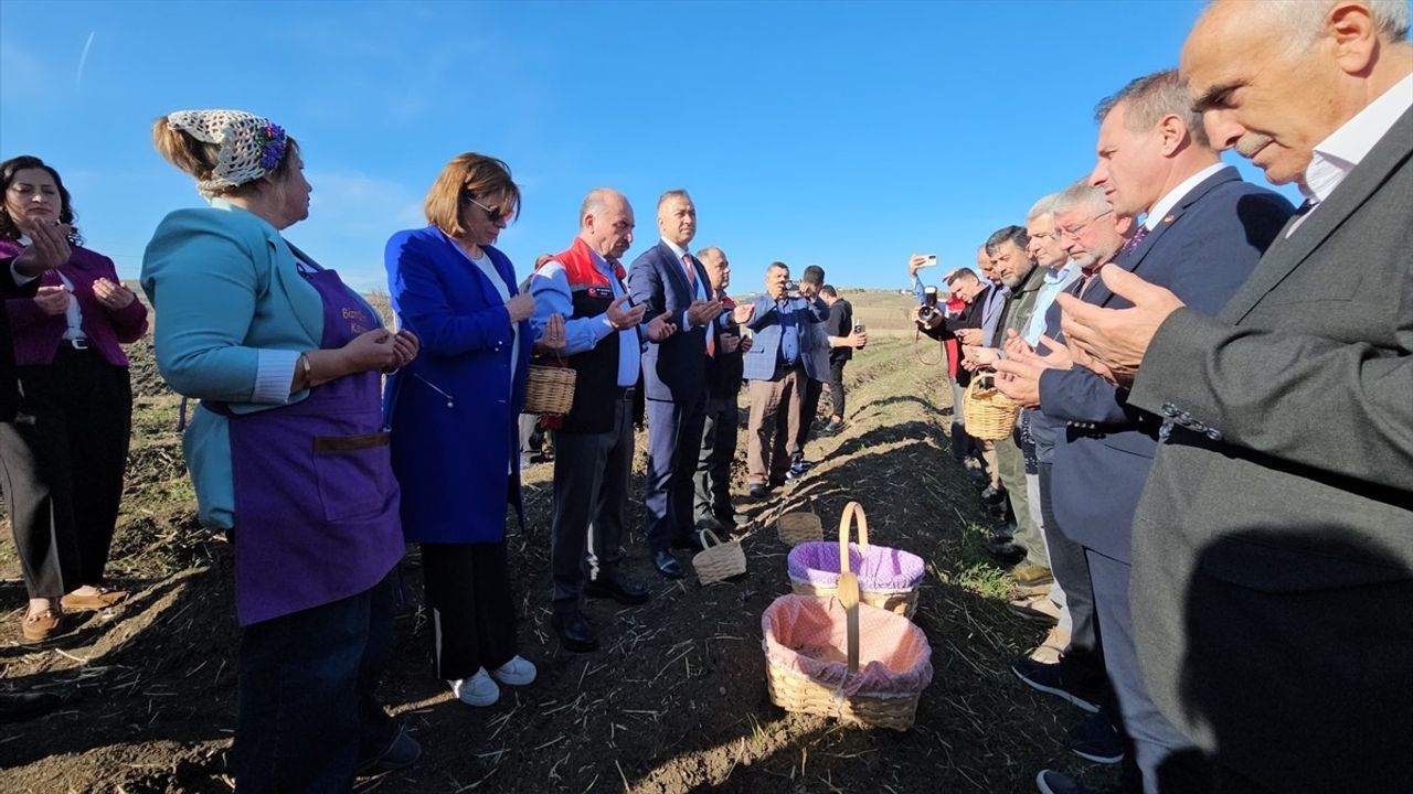 Çorum'da Safran Hasat Şenliği Coşku ile Kutlandı