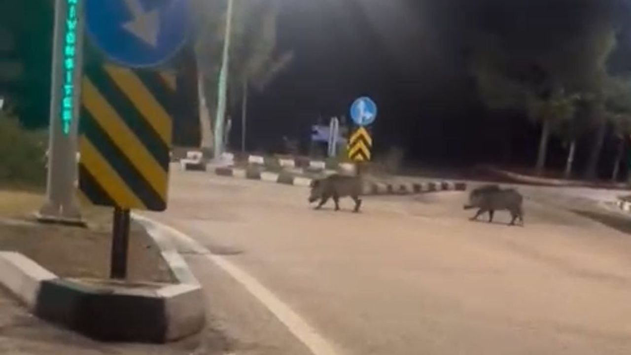 Çukurova Üniversitesi'nde Domuz Sürüleri Üzerinde Şaşkınlık