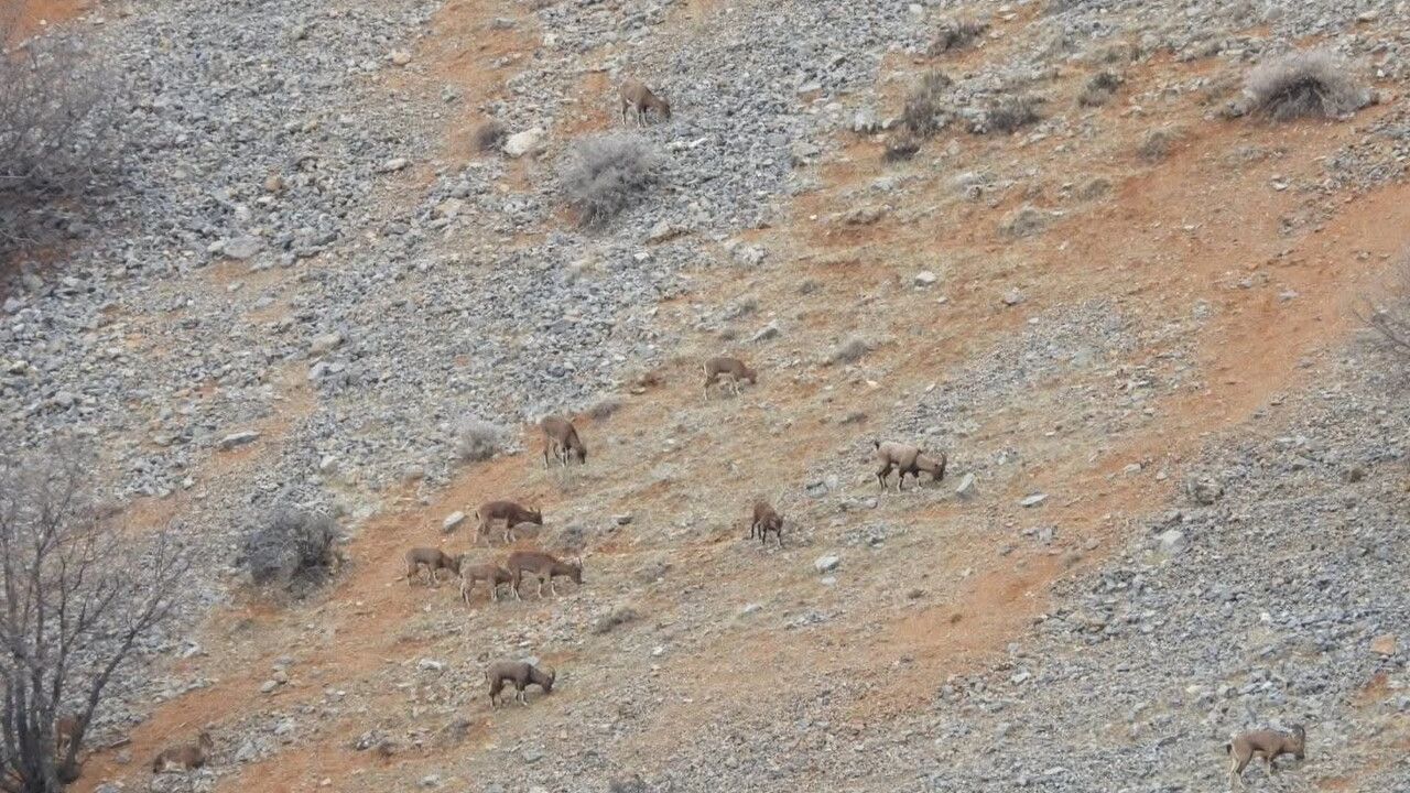 Dağ Keçileri Malatya'da Görüntülendi