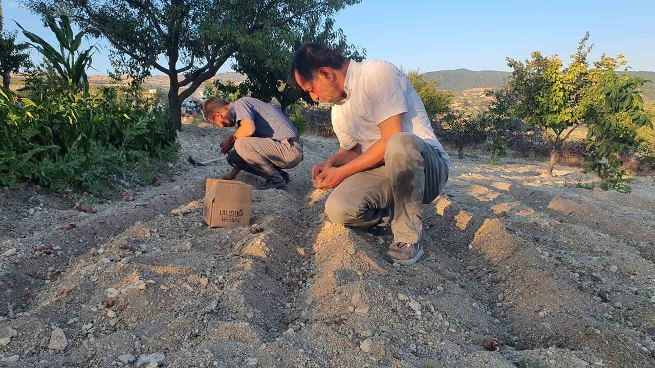 Demirci'de Safran Çiçeği Yetiştirildi