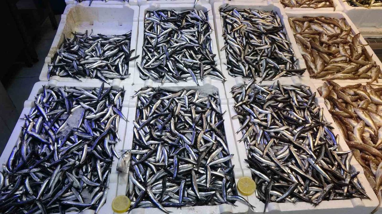 Denizdeki Hamsi Bolluğu İhracat Rakamlarını Etkilemedi