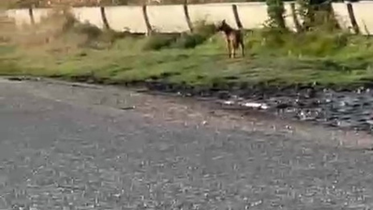 Denizli Çivril'de Artan Kurt Popülasyonu Kaygı Yarattı