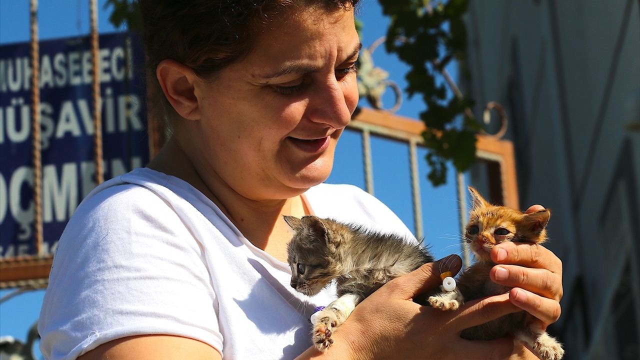 Depremzede Kadın, Sahipsiz Kedilere Destek Oluyor