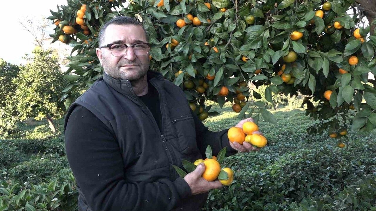 Derepazarı Mandalinasında Hasat Zamanı