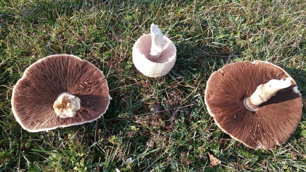 Dev Mantarlar Doğayı Şaşırttı