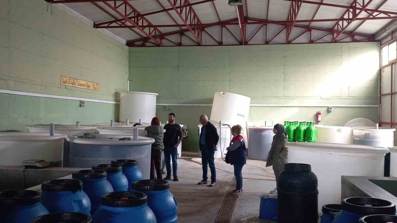 Didim'de Organik Zeytin ve Zeytinyağı Üretimi Denetlendi