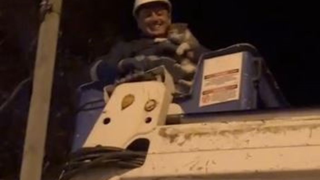 Direkte Mahsur Kalan Kedi EDAŞ Ekiplerince Kurtarıldı