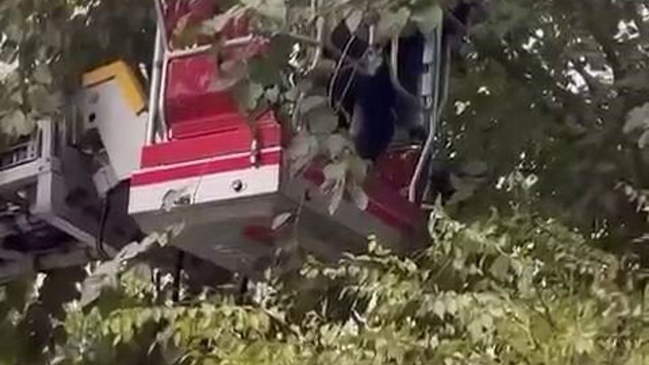 Diyarbakır'da Ağaçta Mahsur Kalan Kedi Kurtarıldı