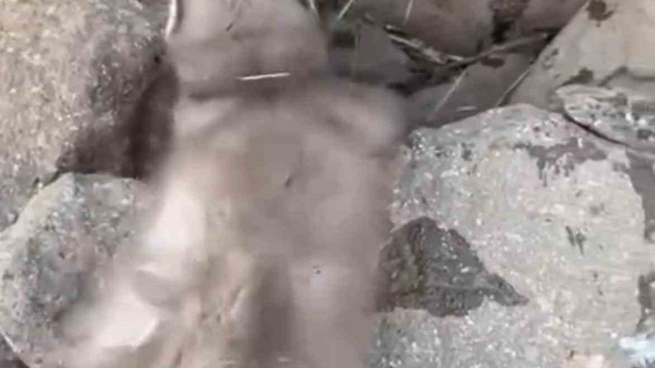 Diyarbakır'da Bitkin Hale Gelmiş Gelincik Görüntülendi