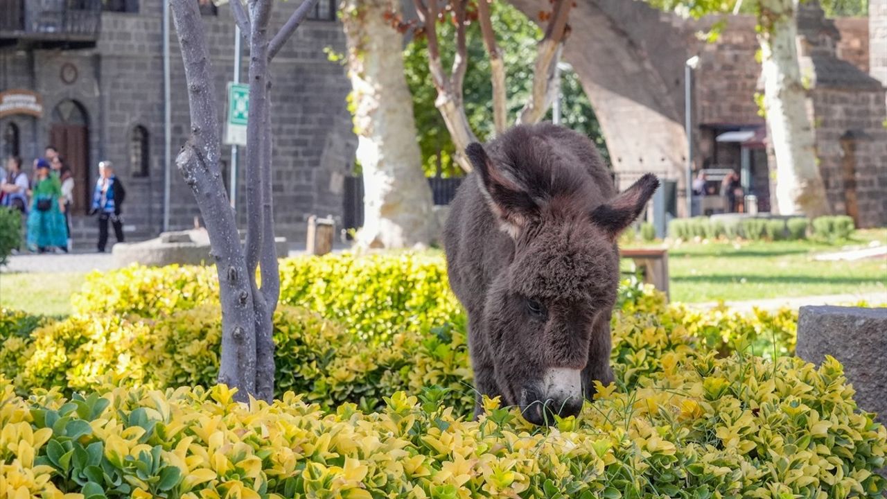 Diyarbakır'daki Sıpa 'Midas' Ziyaretçilerin Gözdesi Oldu