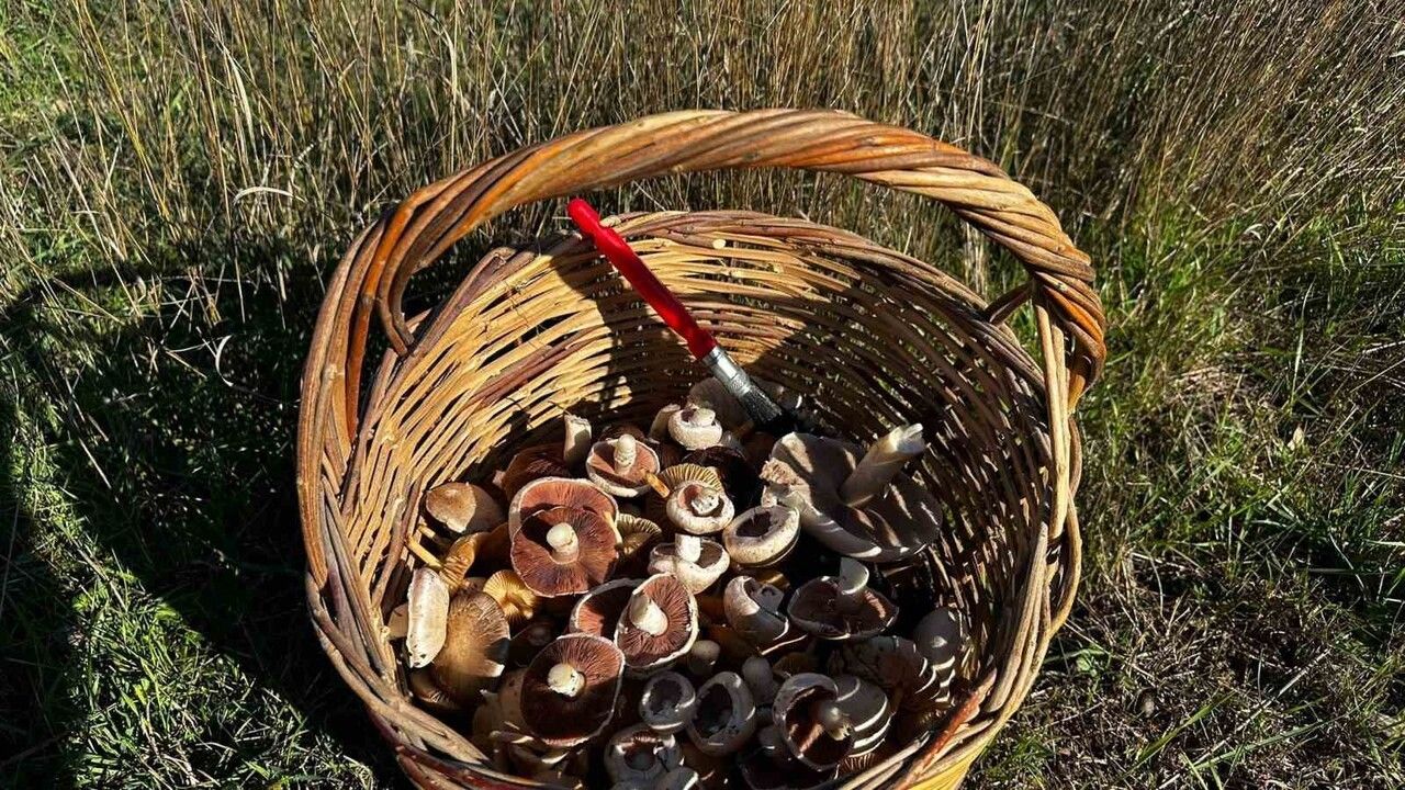 Doğada Yetişen Mantarların Tehlikesine Dikkat