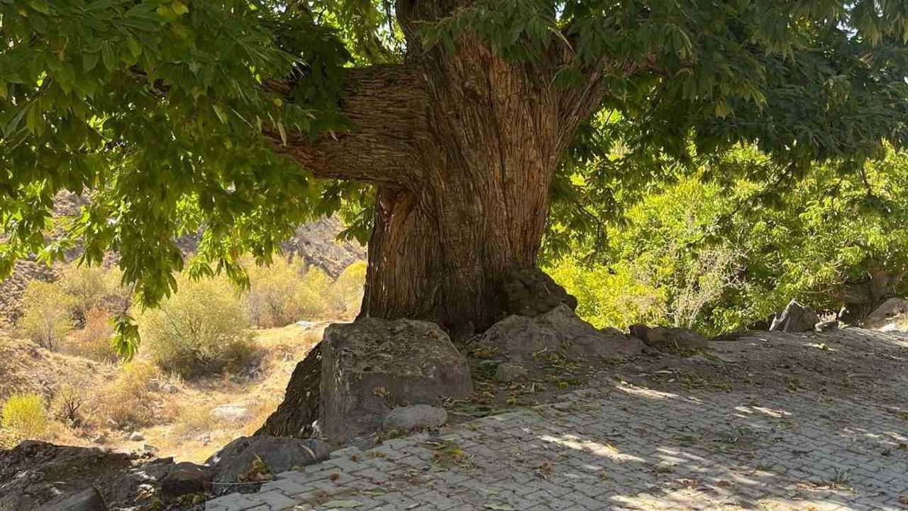 Doğadan İlham Alan Hikaye Yarışması