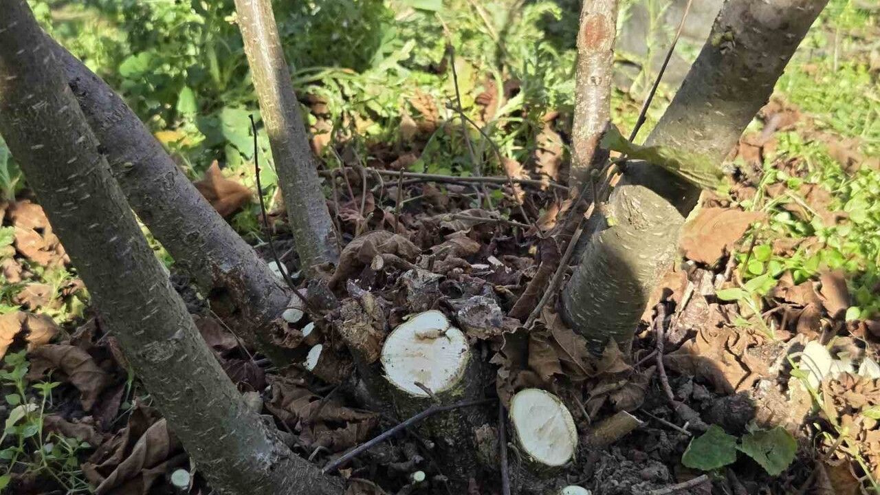 Doğru Budama ile Fındık Verimliliği Arttırılır