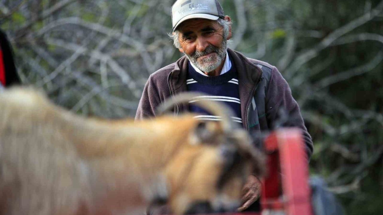 Dört Gün Mahsur Kalan Keçi Kurtarıldı