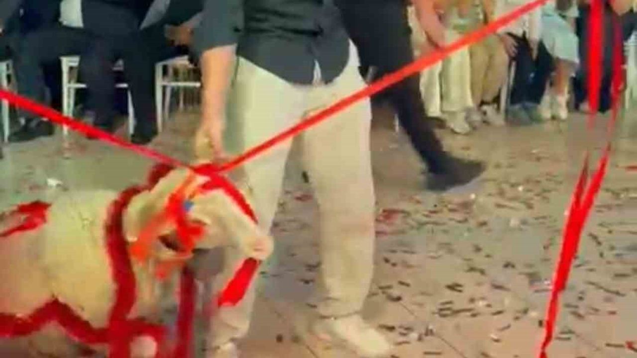 Düğünlerde Sıra Dışı Hediye: Damada Kuzu Takdim Edildi