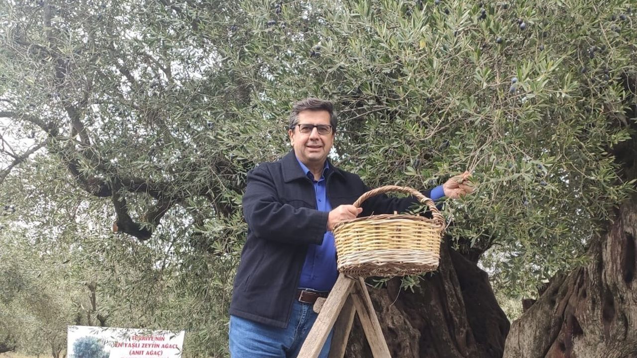 Dünya Zeytin Ağacı Günü Manisa'da Hüzünle Anıldı