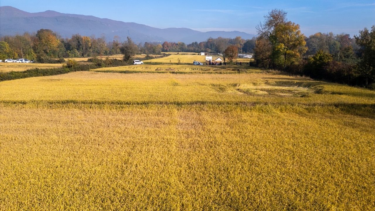 Düzce'de Damla Sulama ile Hasat Edilen Konuralp Pirinci