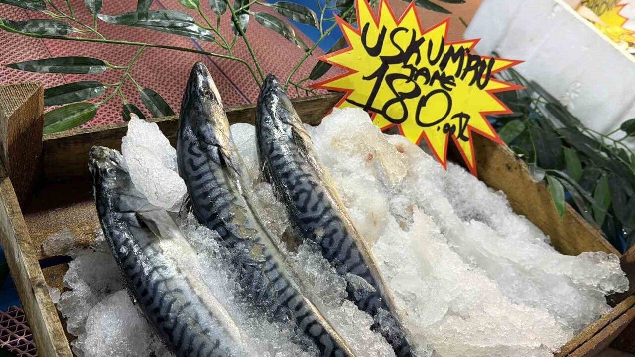 Düzce'de Hamsi Bolluğu Başladı