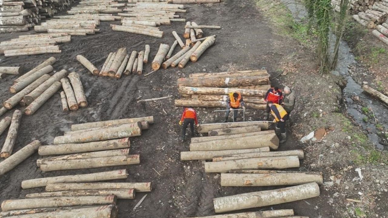 Düzce'de Orman Ürünü İhracatı Rekor Kırdı