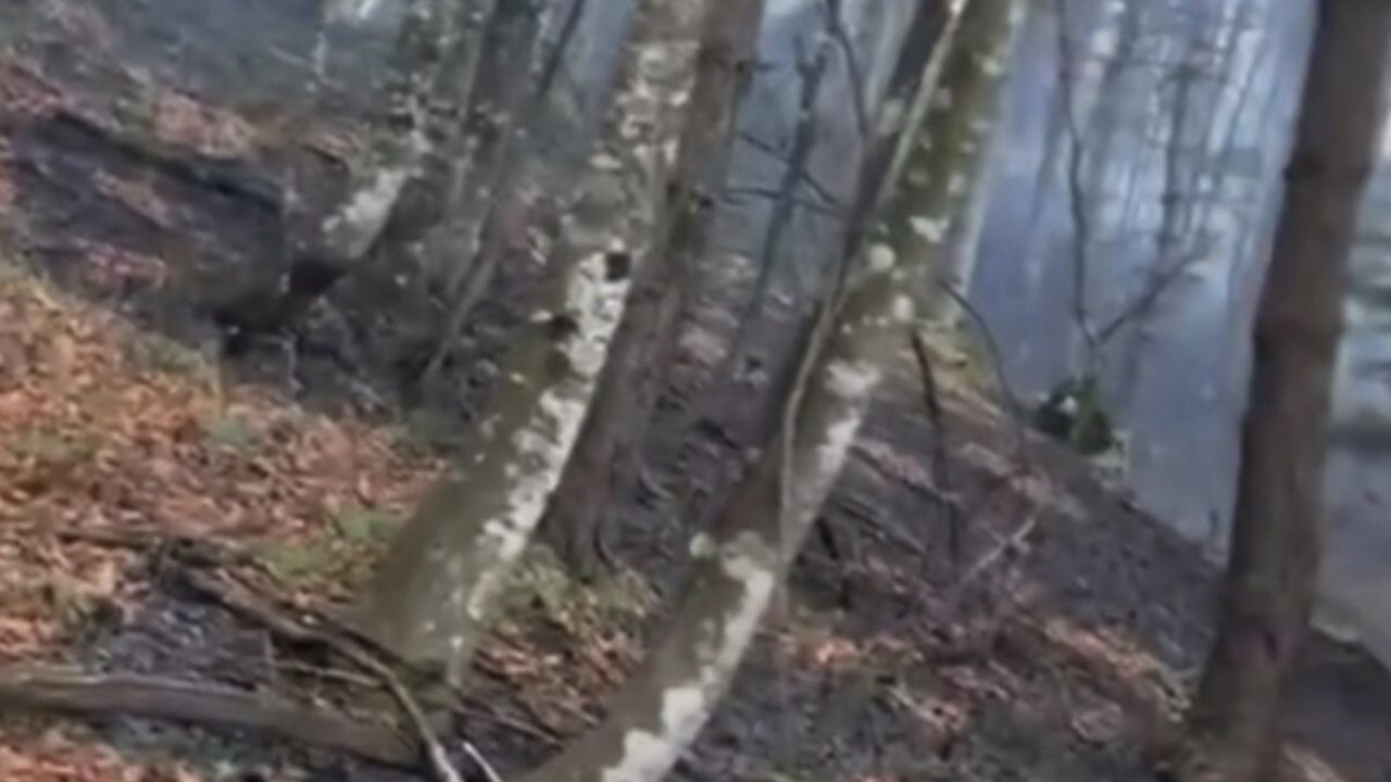 Düzce'de Orman Yangını Kısa Sürede Söndürüldü