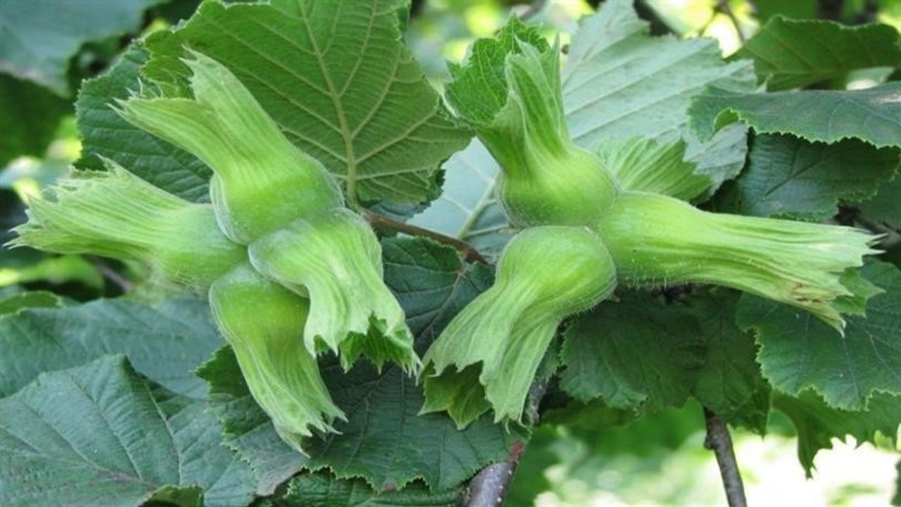 Düzce'den AB Ülkelerine Fındık İhracı
