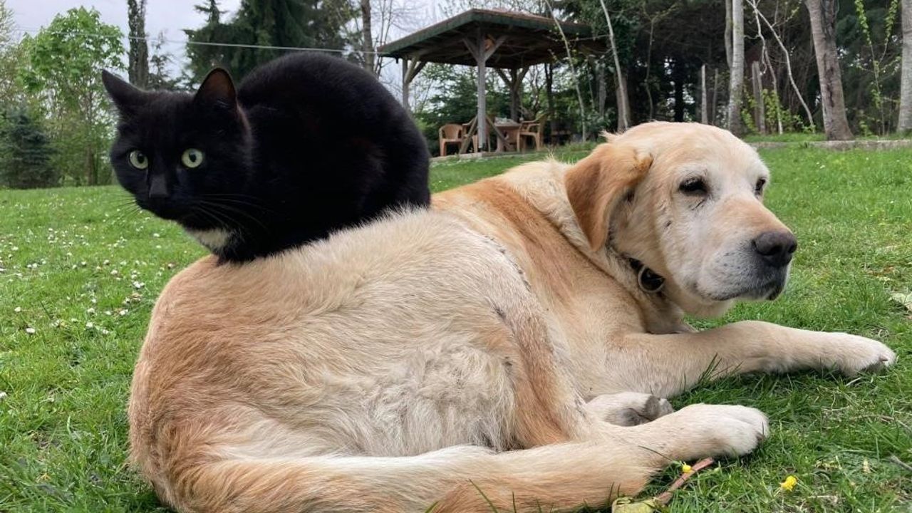 Düzce'den Kedi Köpek Mamasi İhracatı Rekor Kırdı